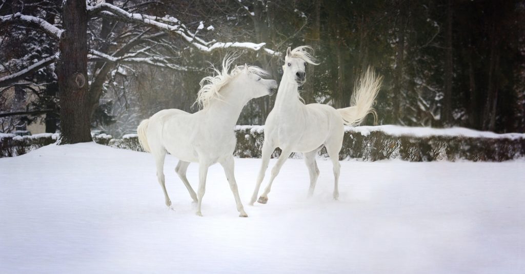 Красивая зима фото белые кони