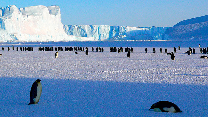 Красивая зима фото пингвины