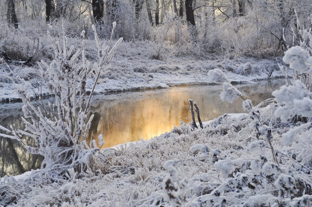 Красивая зима фото в лесу 10