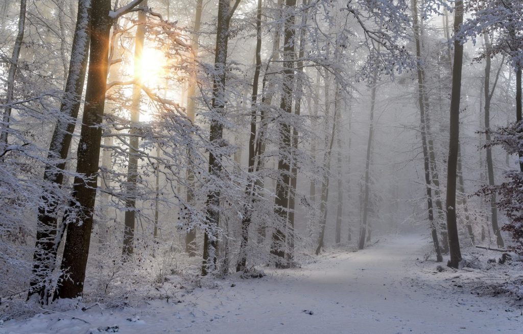 Красивая зима фото в лесу