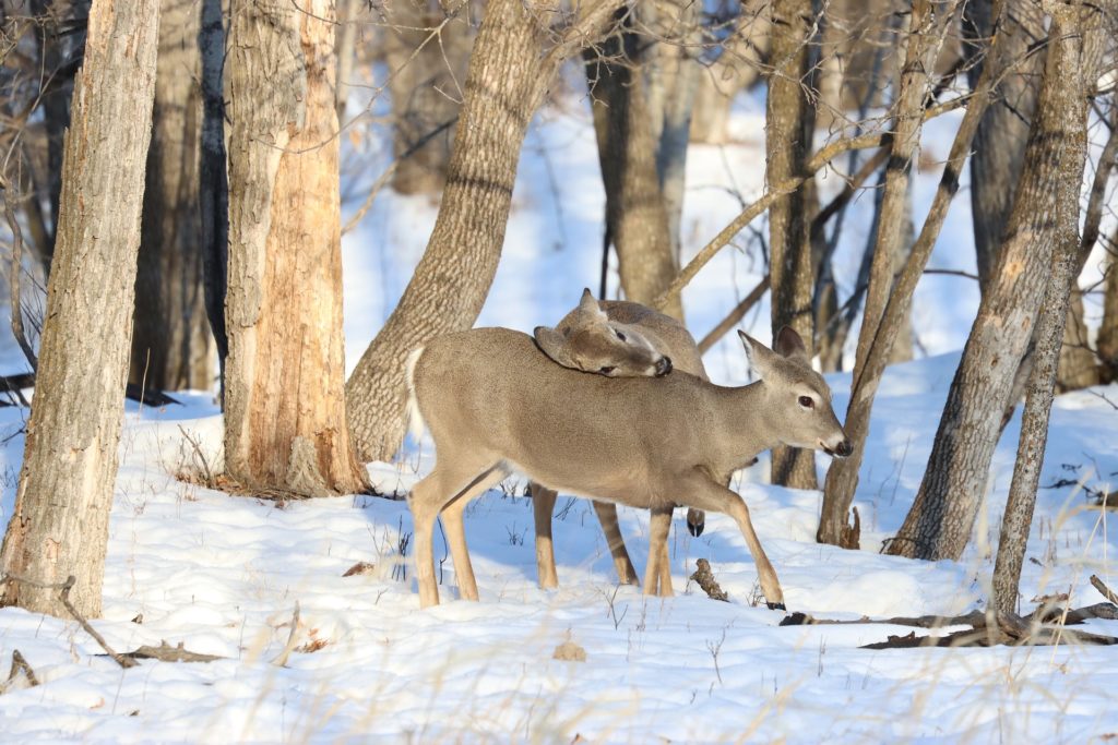 Красивая зима фото в лесу олени лань