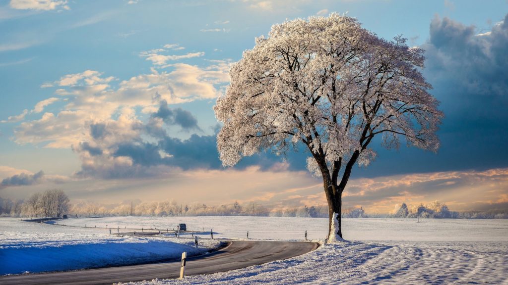 Зима фото дерево 1