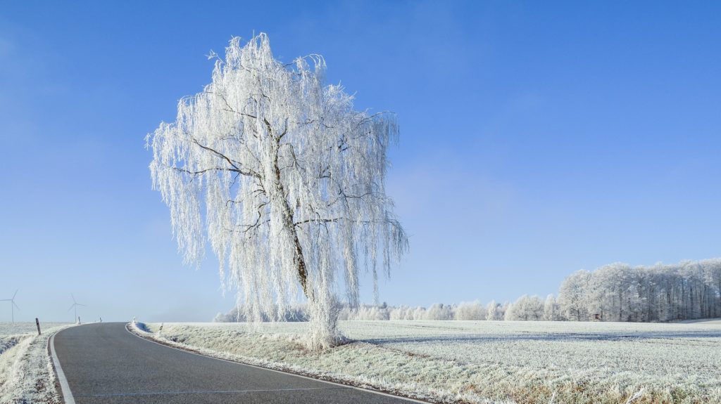 Зима фото дерево