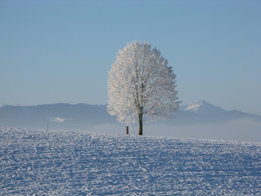 Зима фото дерево 2