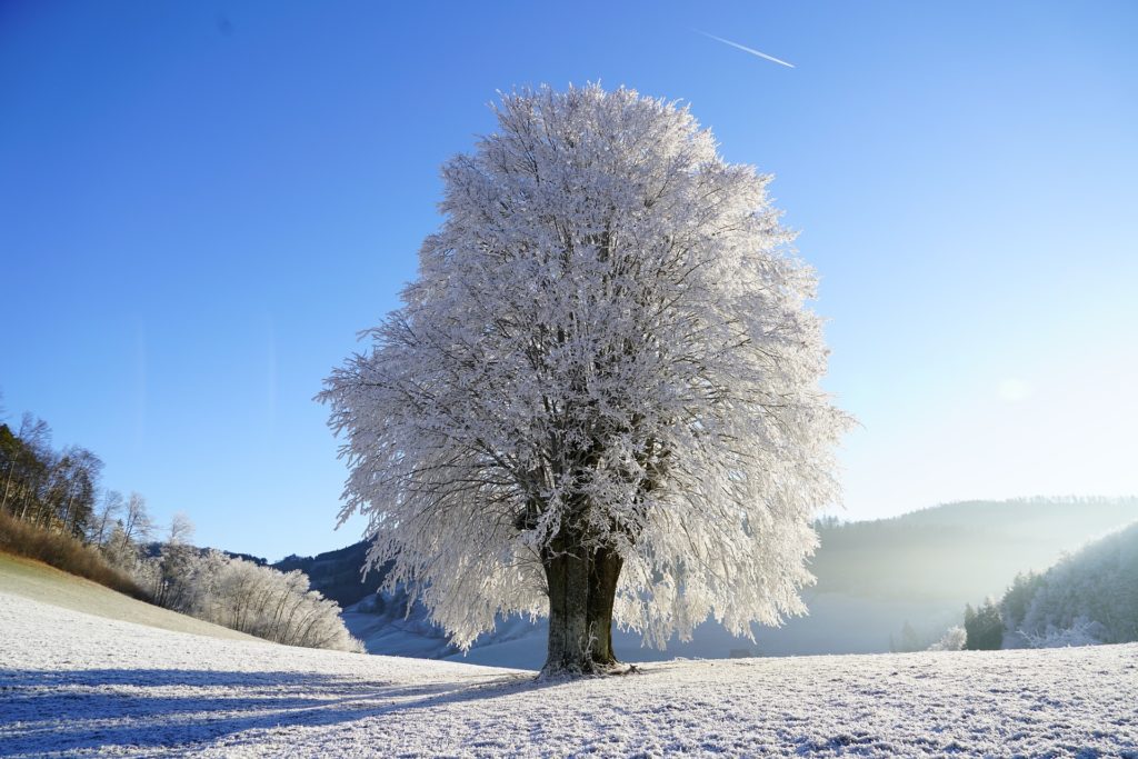 Зима фото дерево 3