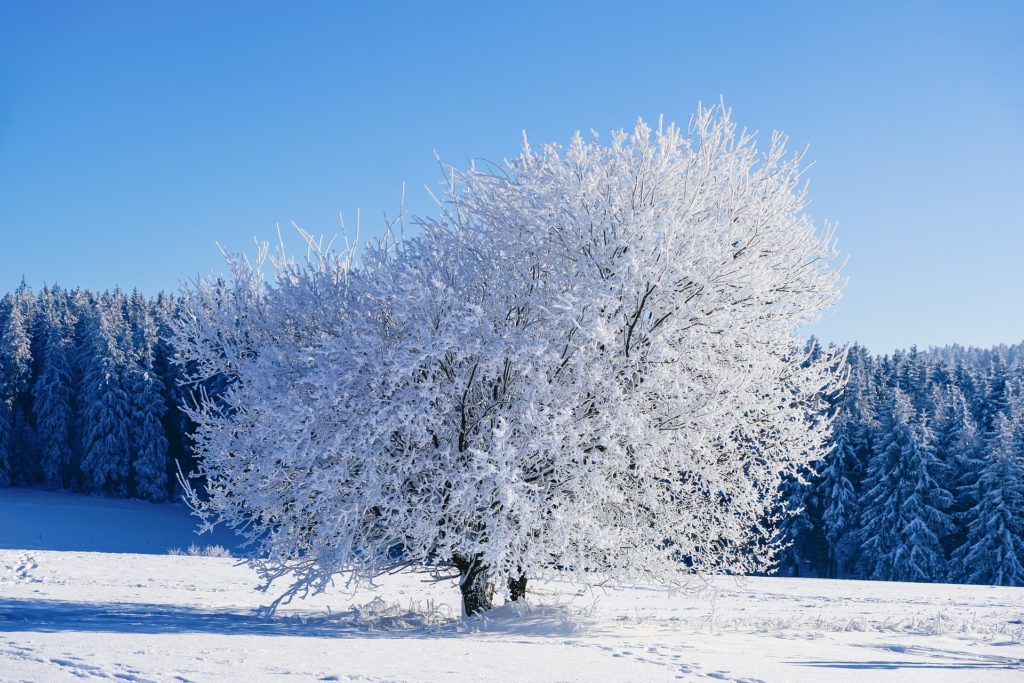 Зима фото дерево в снегу