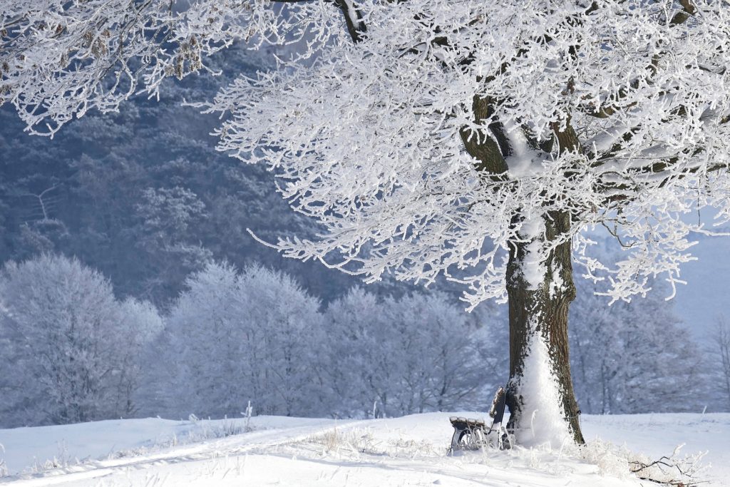 Зима фото деревья 3