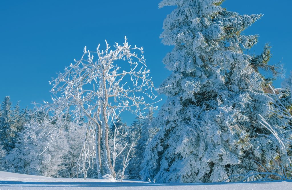 Зима фото деревья в снегу