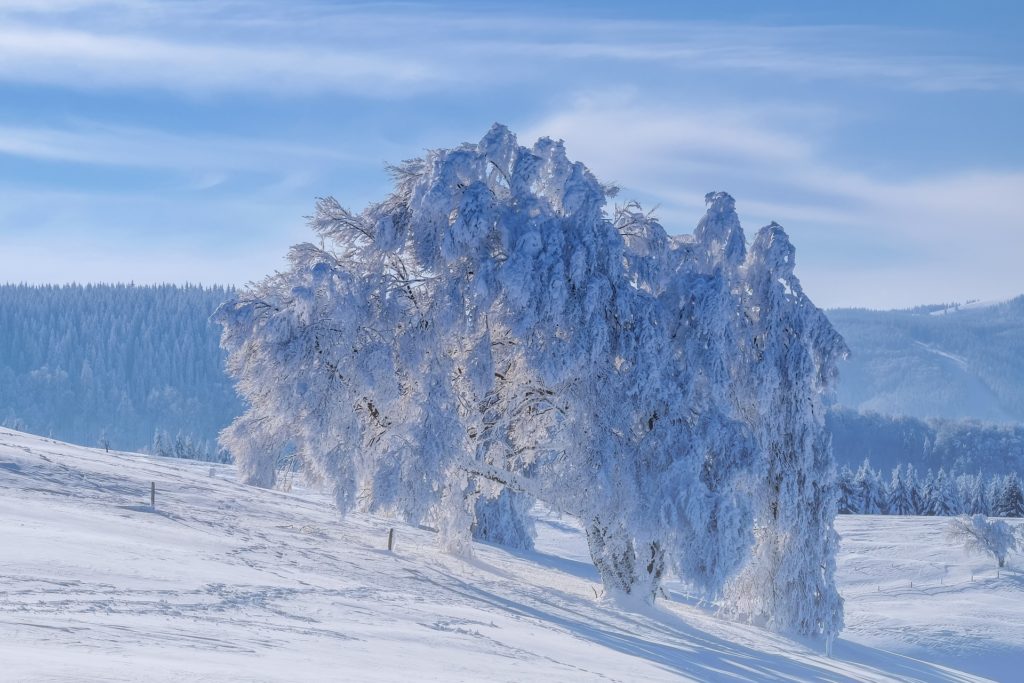 Зима фото деревья в снегу 2