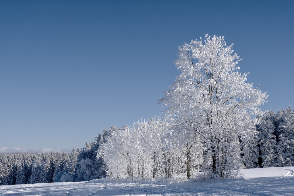 Зима фото в лесу 10