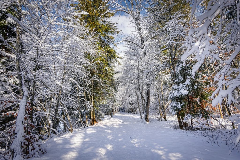 Зима фото в лесу 12