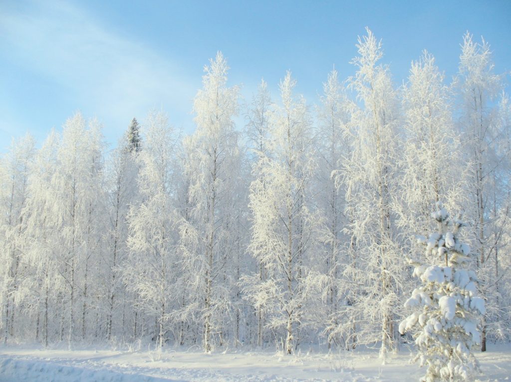 Зима фото в лесу 4