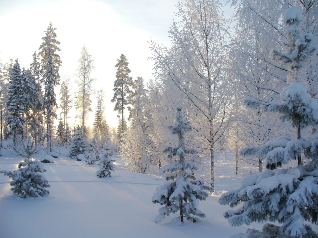 Зима фото в лесу 5