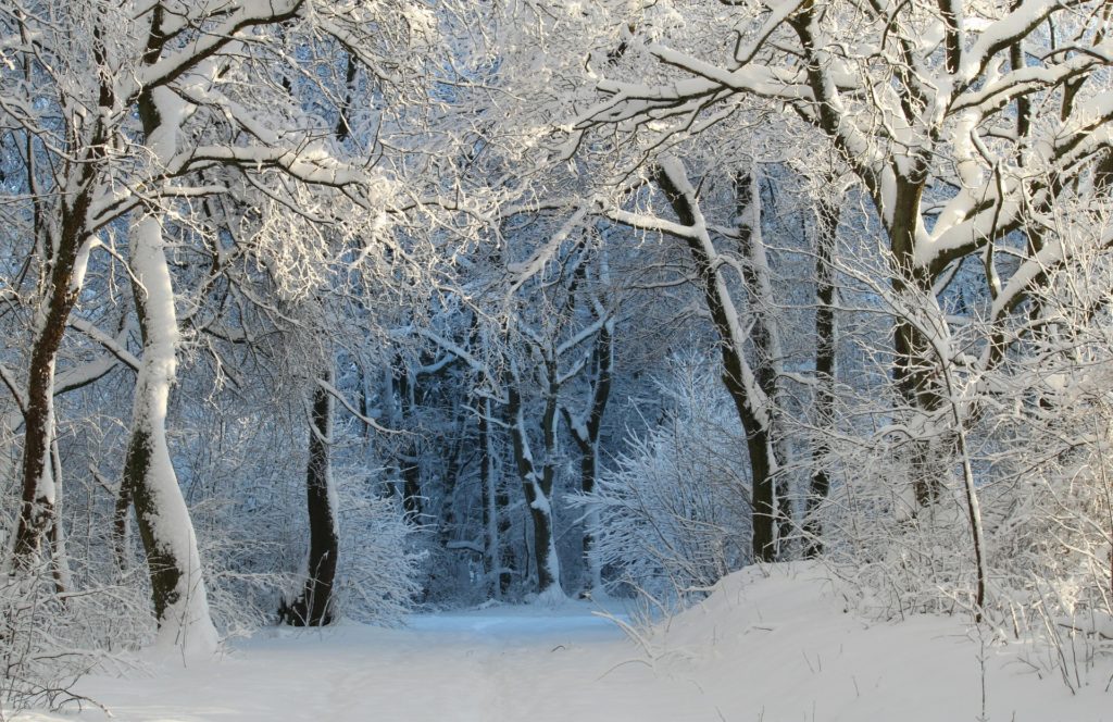 Зима фото в лесу 6