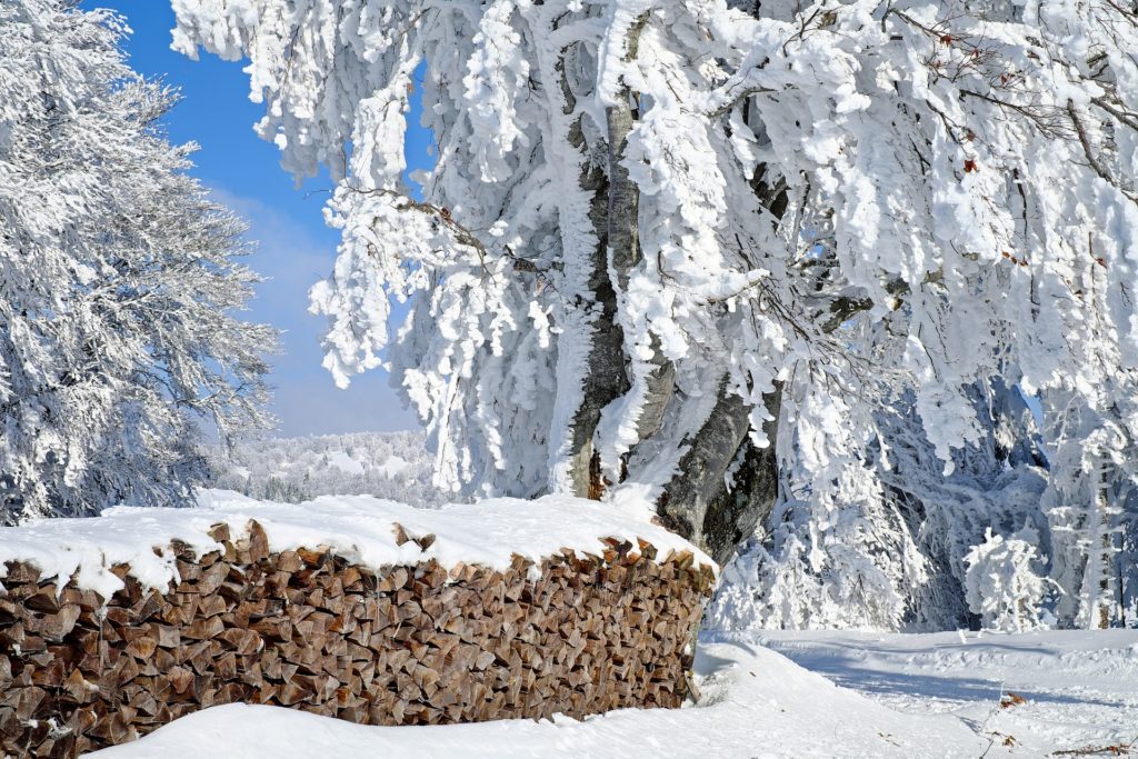 Зима фото в лесу 9