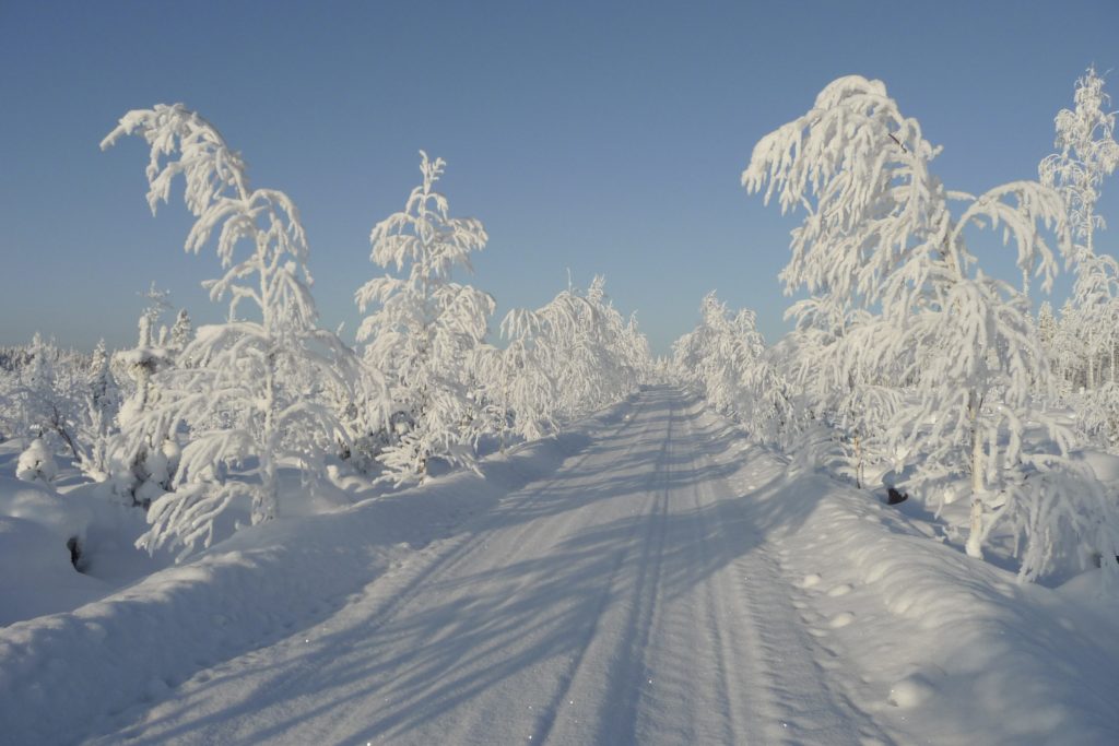 Зима фото в лесу дорога