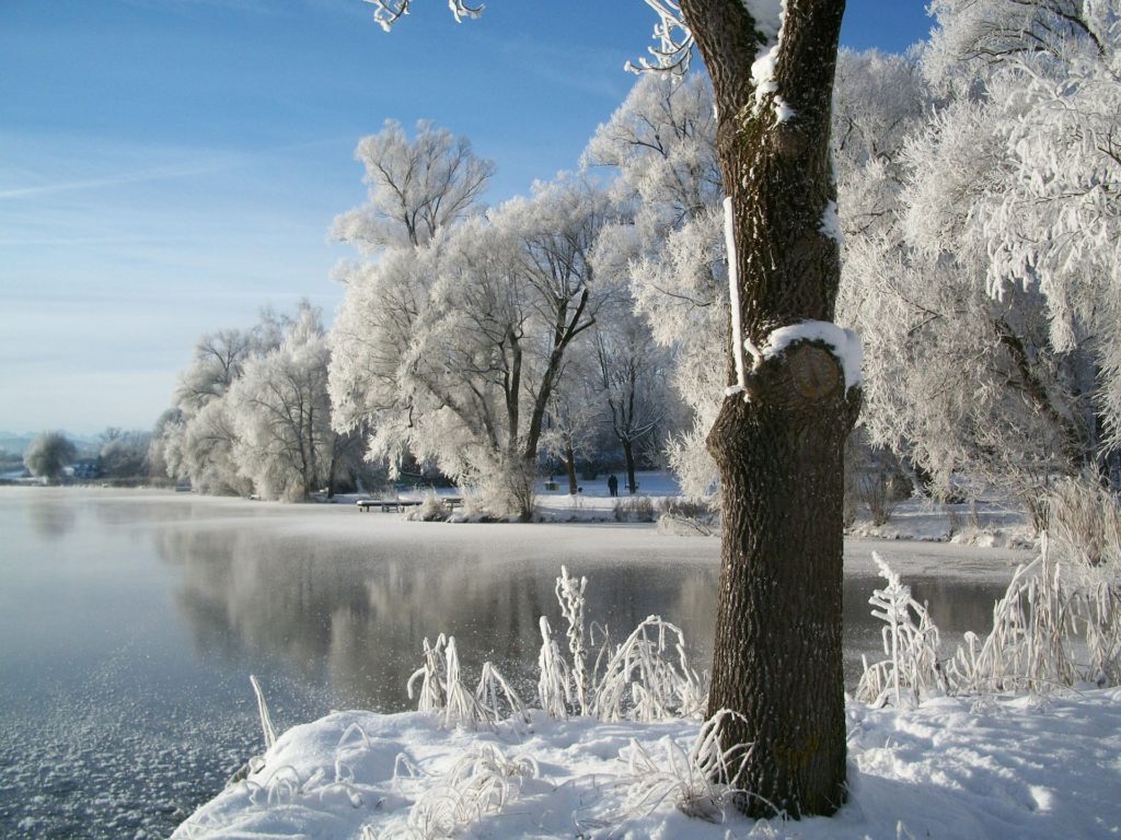 Зима фото в лесу озеро